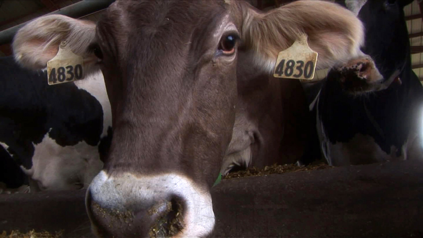 Brown cow close up 