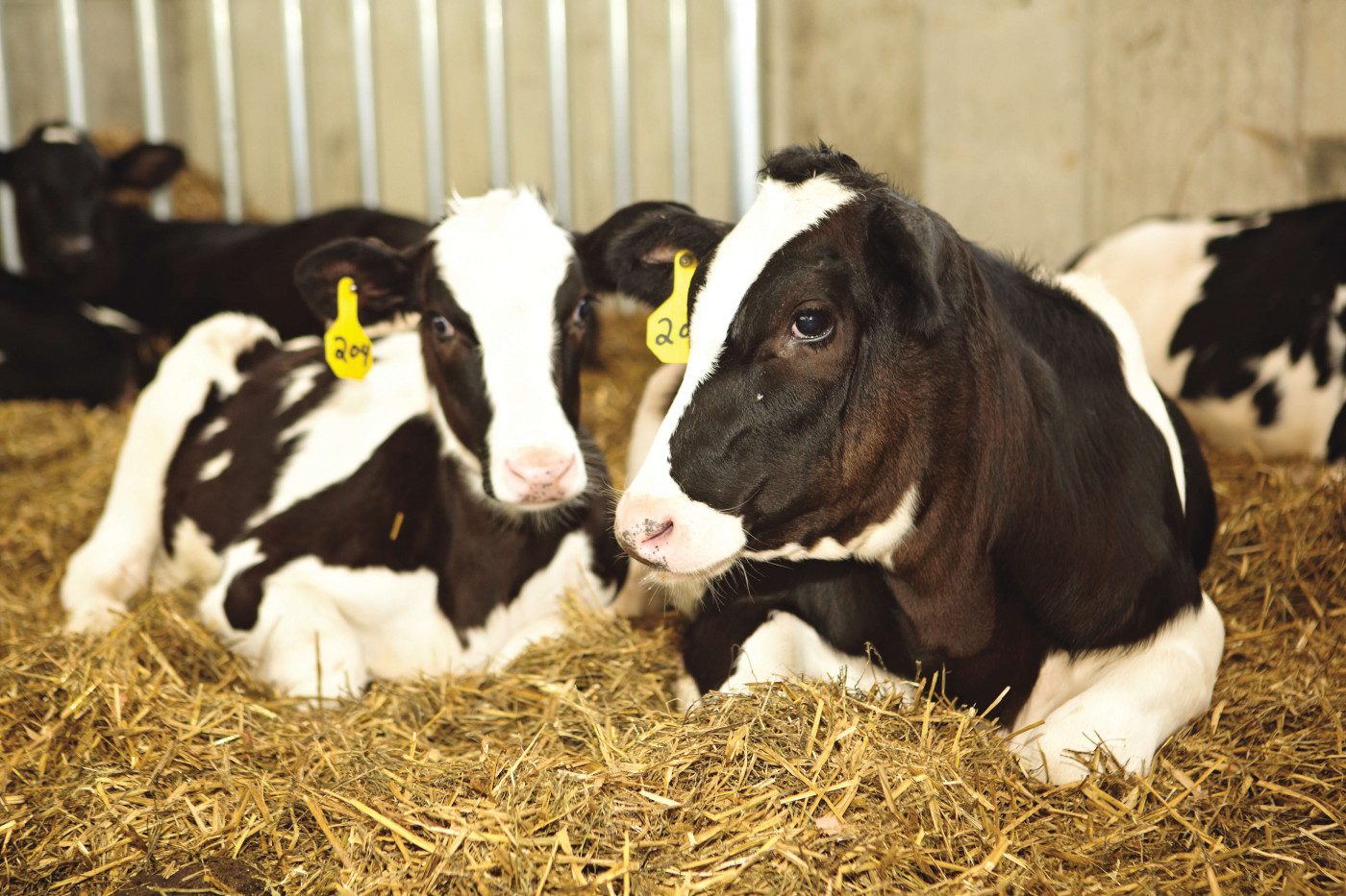 Young calfs nesting on hay