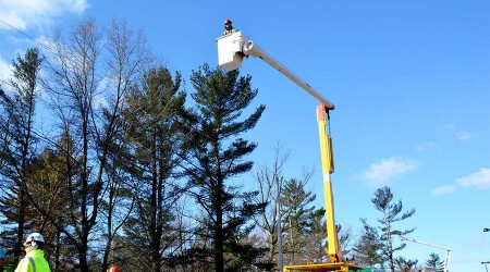 Person on lift examining trees