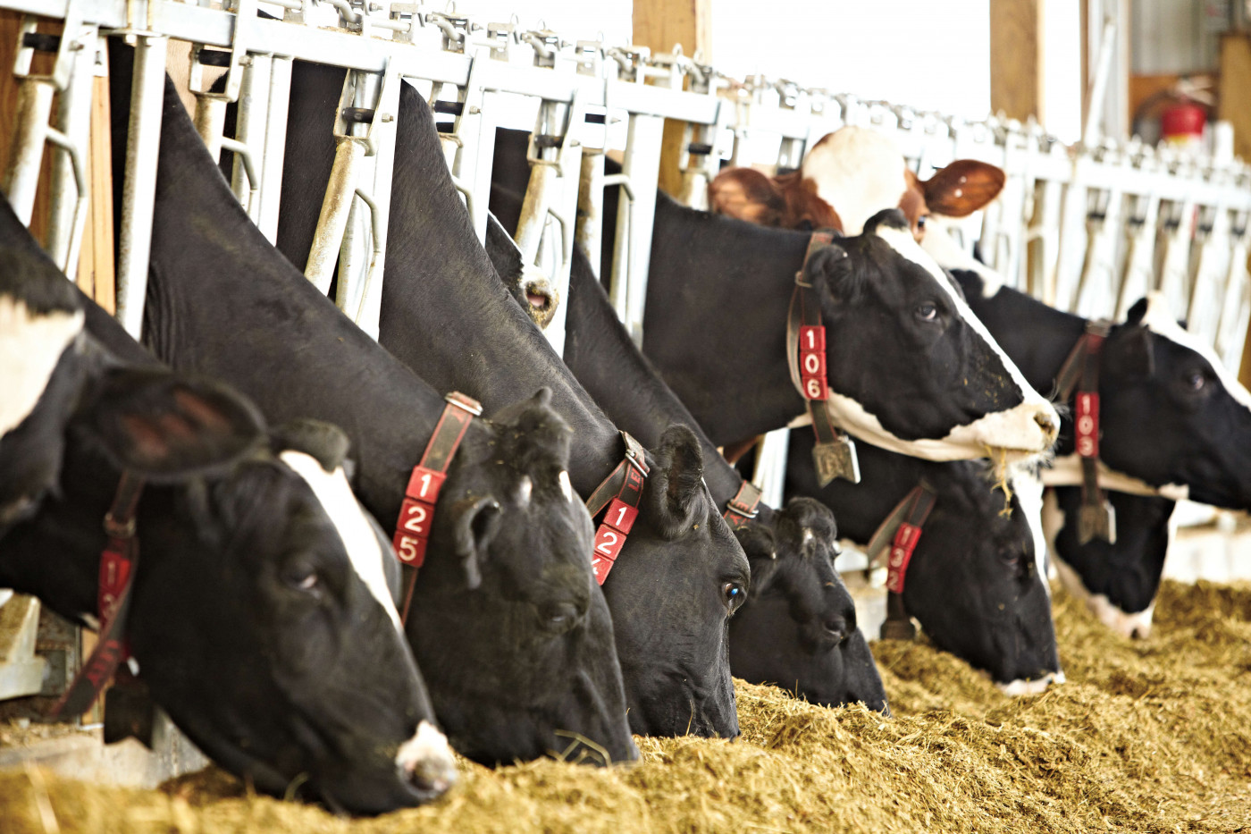 cows in a barn eating hay