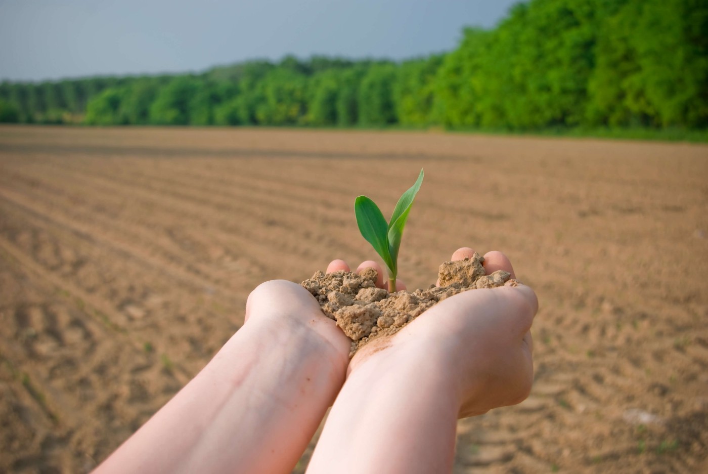 Agronomist checking the soil