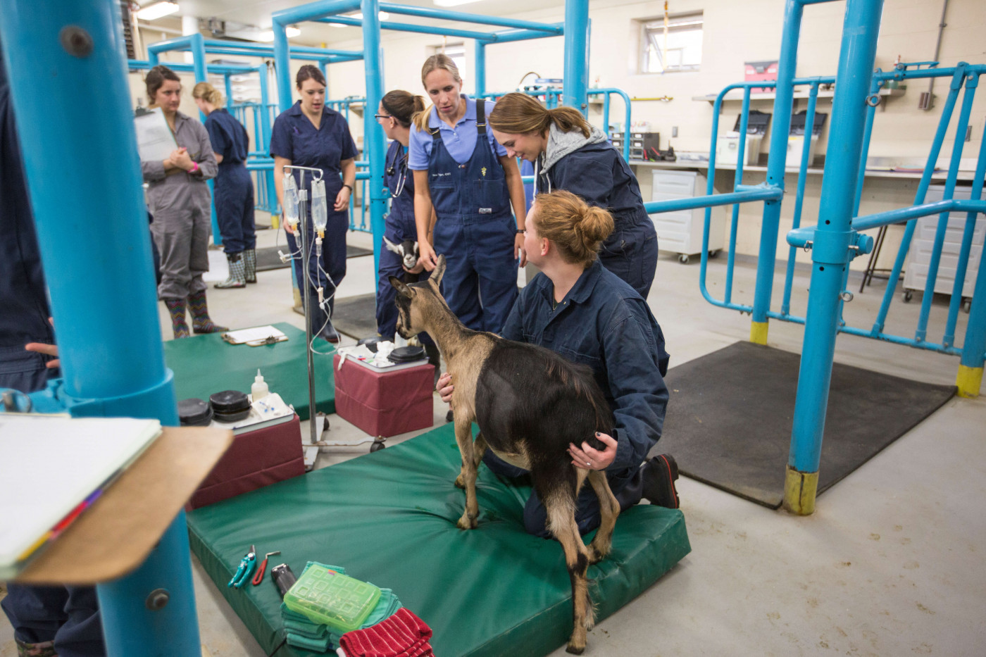 animal science students with goat