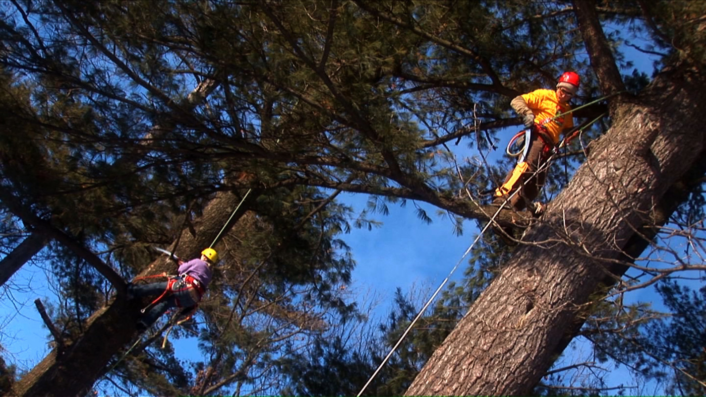 Tree care technicians pruning pine trees