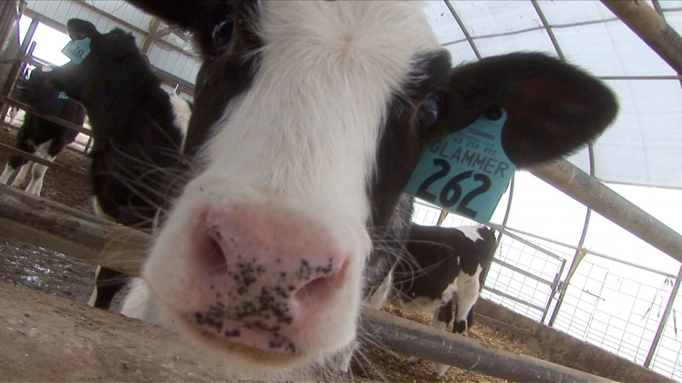 Close up of calf's face 