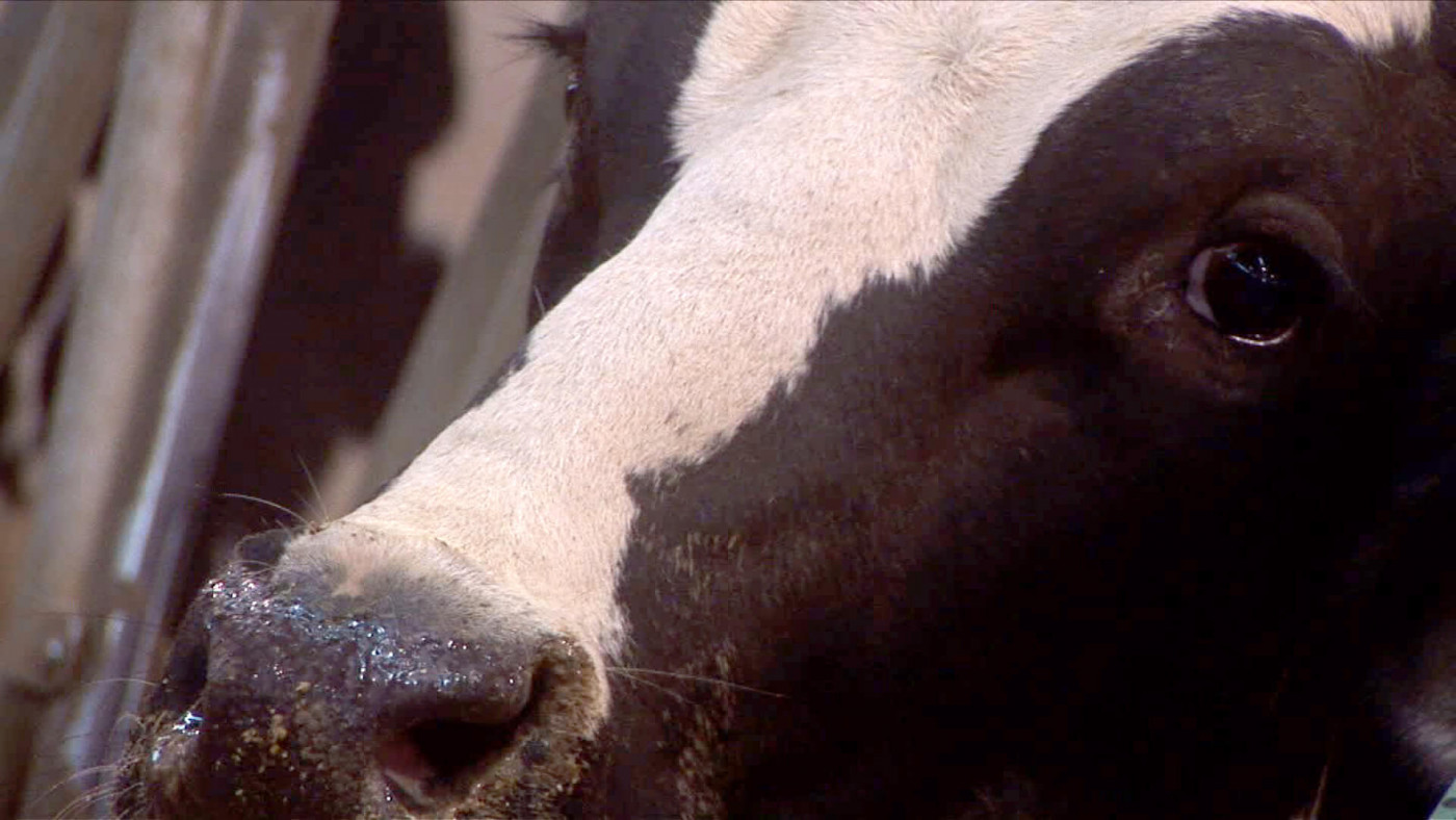 Up close look at a cow's head