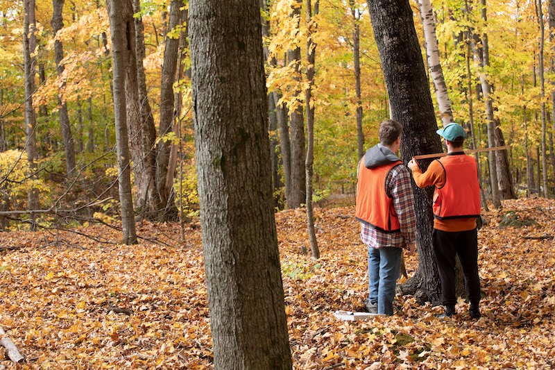 Students measuring a tree circumference