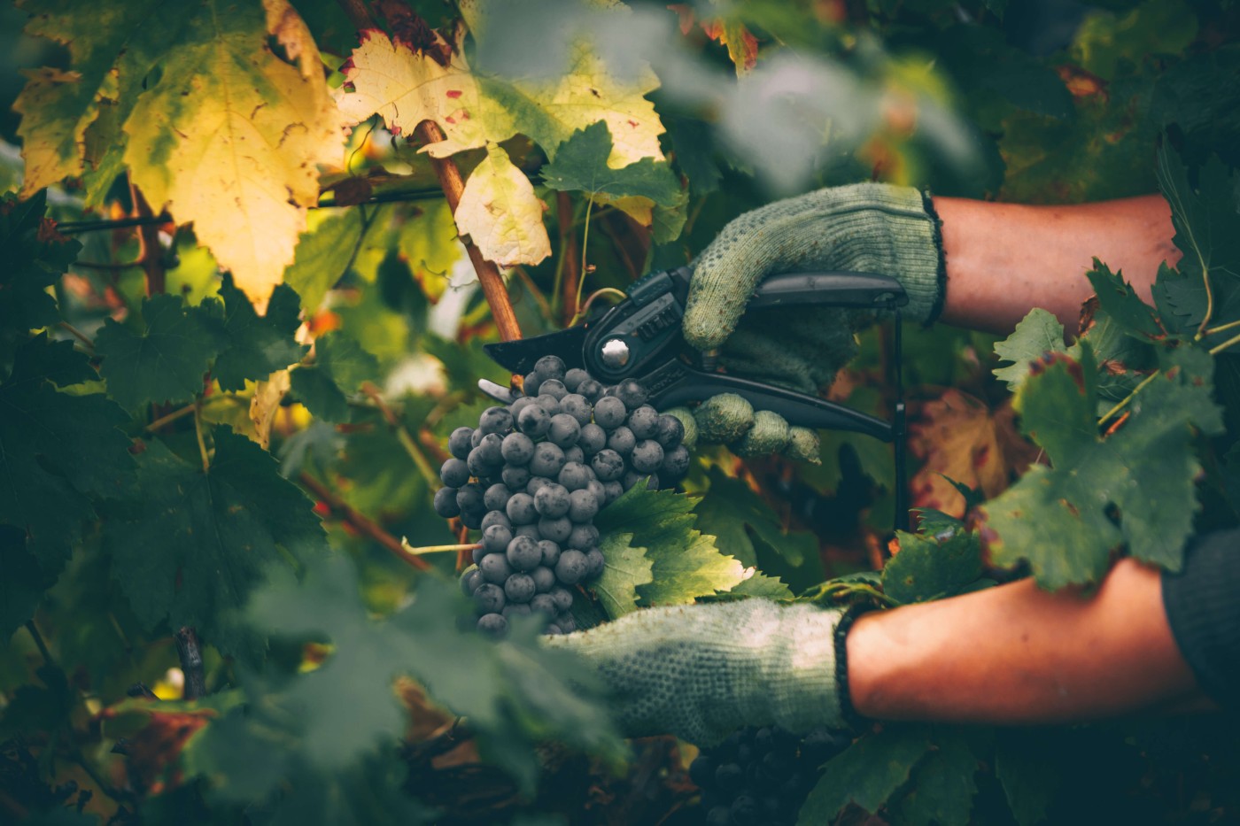 Winemaking