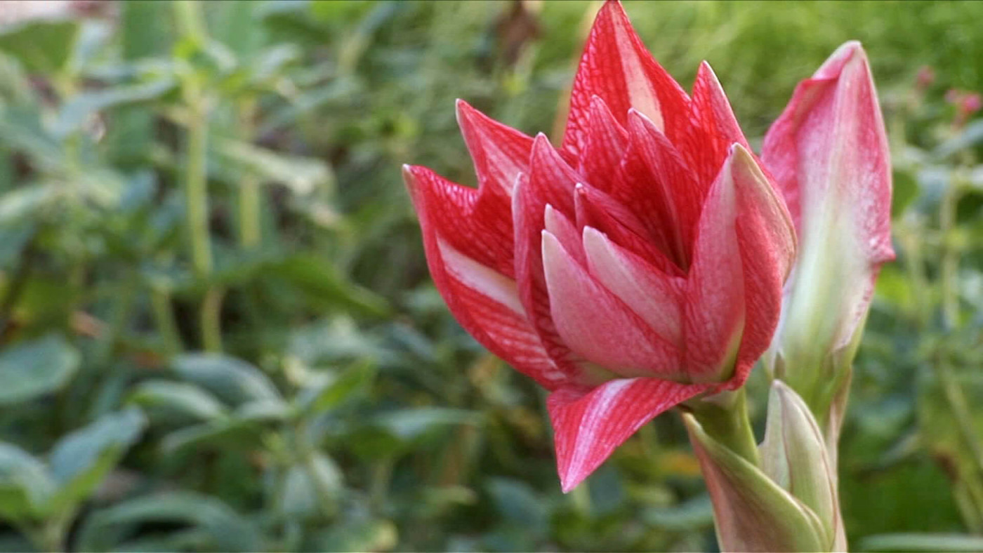 Flower blooming among green plants