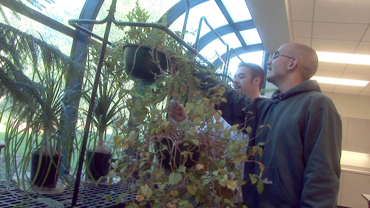 landscape horticulture workers looking at plants