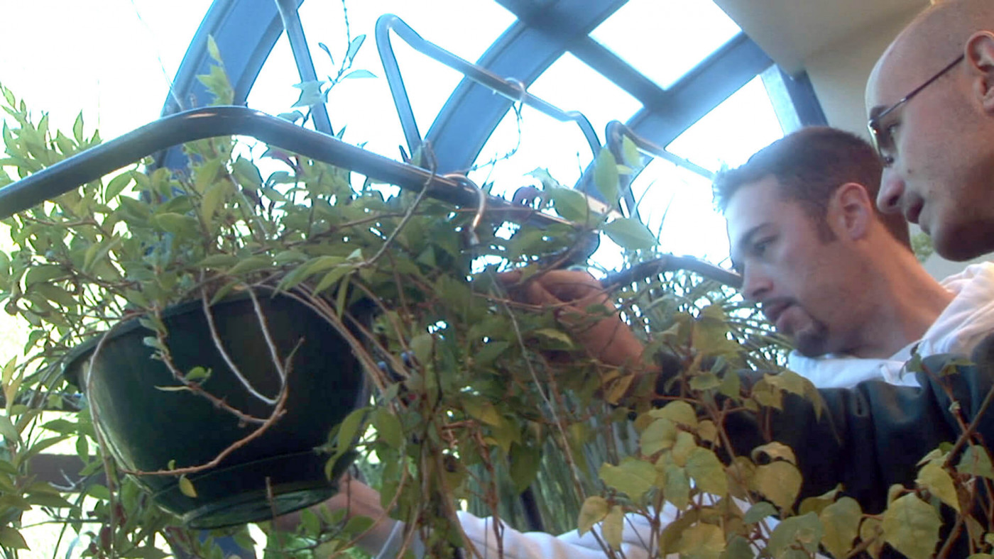 Two people examining plants