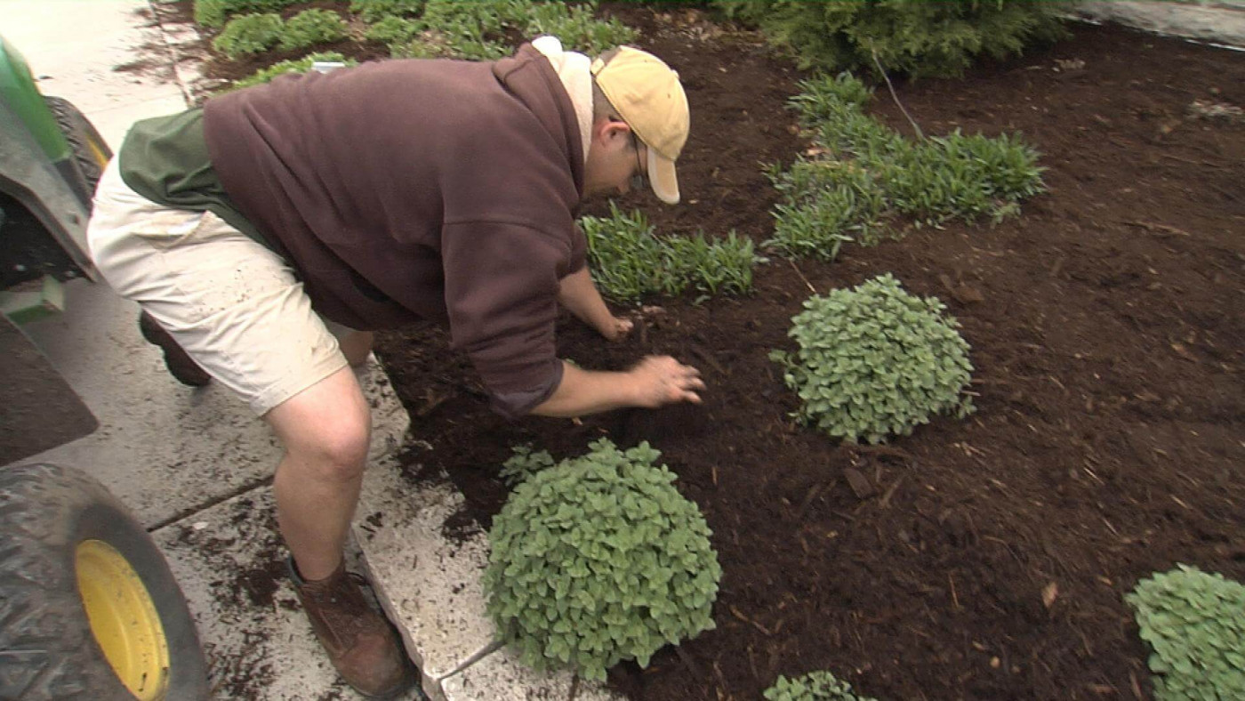 Landscaper spacing out greenery