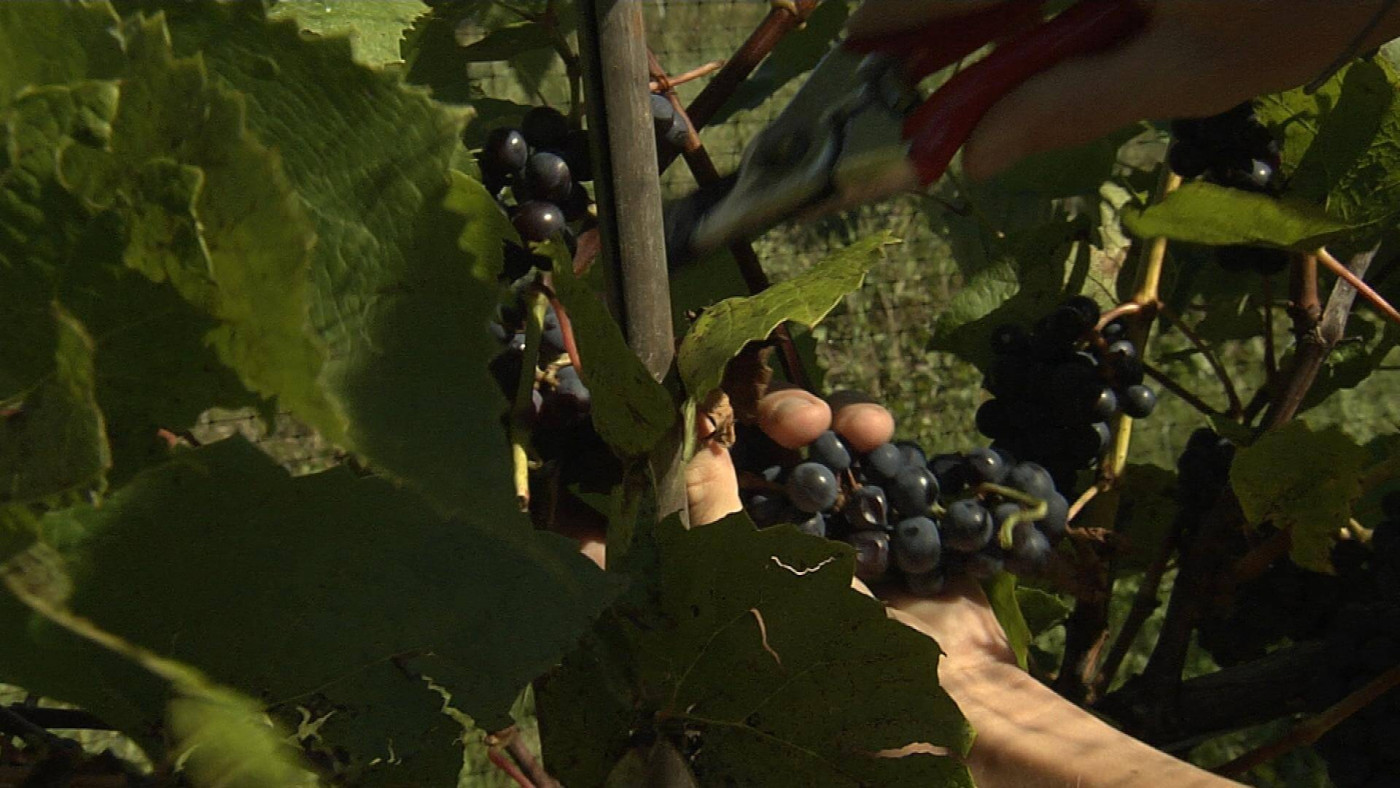 Person Managing the vines (viticulture)