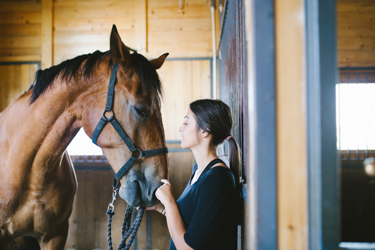 Equine Fundamentals