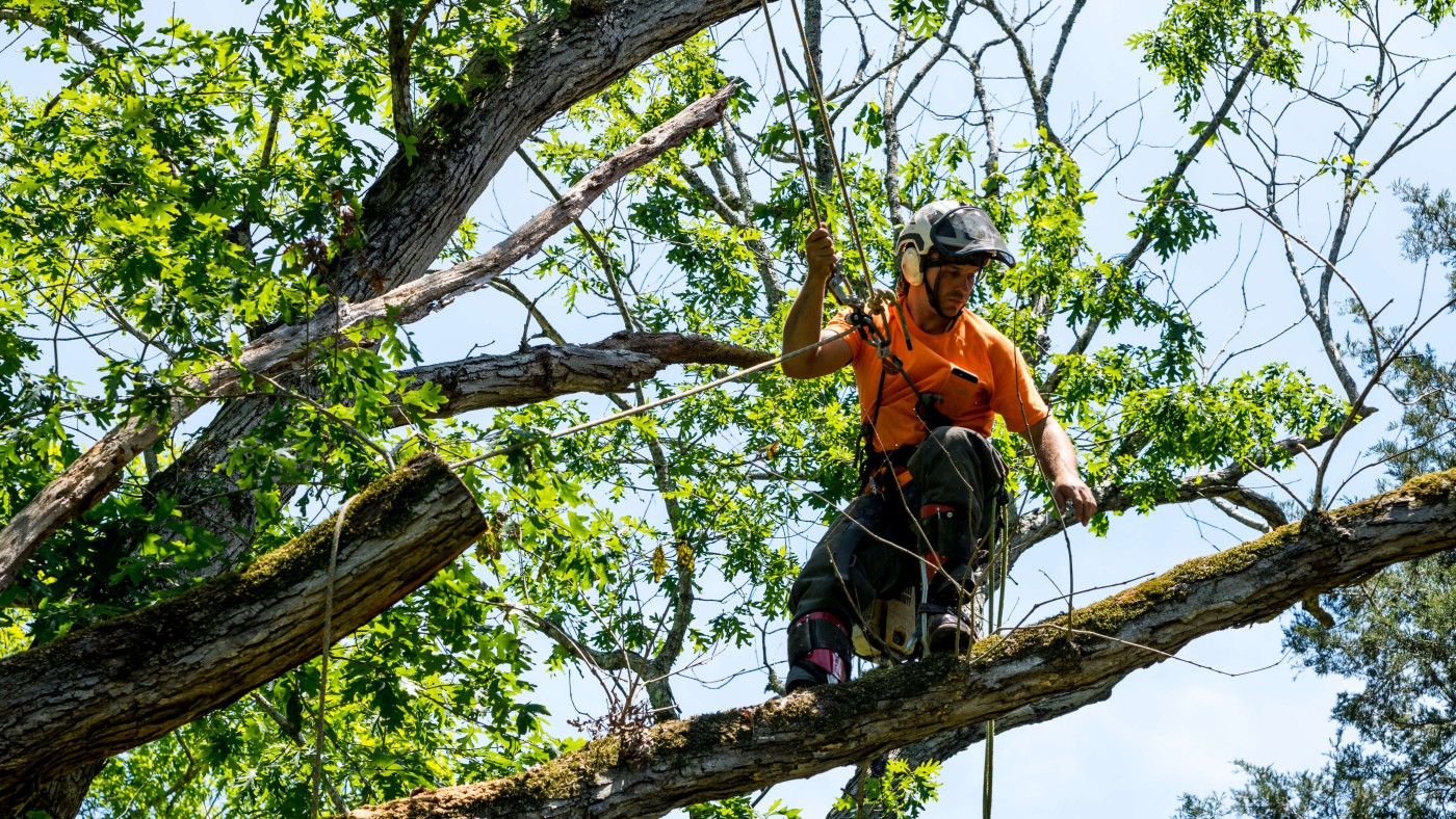 Tree Trimmer high in a tree