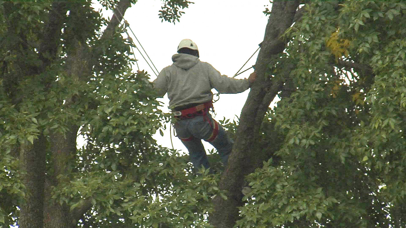 Arborist trimming trees